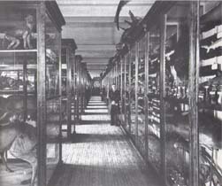 aninaux empaill&eacute;s